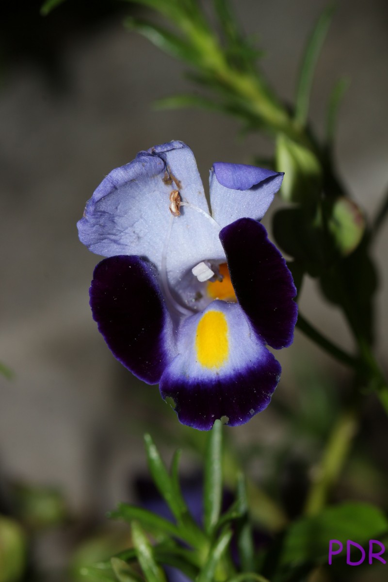 Torenia fournieri Linden ex E.Fourn.